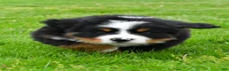 Bernese Mountain Dog dogs for sale: Rexton - Ad 4