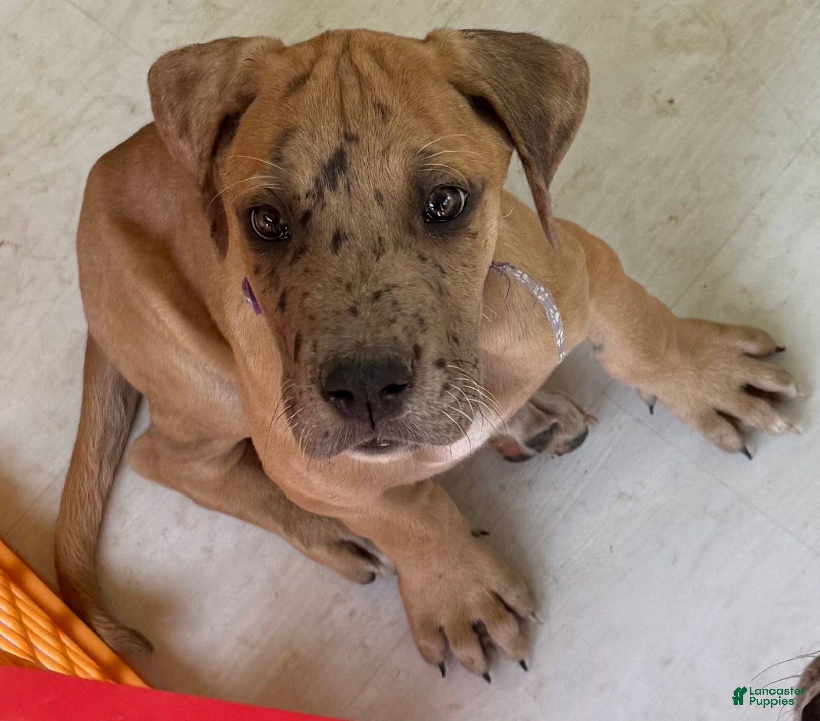 Great Dane dogs Violet - Ad 32