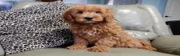 Mini Goldendoodle dogs for sale: Evan - Ad 4