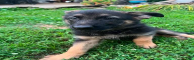 German Shepherd 6
