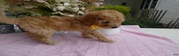Toy Poodle dogs for sale: Toy Poodle 2 Tootsie - Ad 6