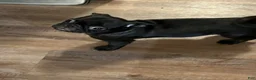 Pug dogs for sale: Romini - Ad 14