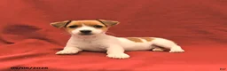 Jack Russell Terrier dogs for sale: Mary - Ad 2