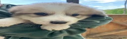 Great Pyrenees dogs for sale: Great Pyrenees Puppy 7 - Ad 1