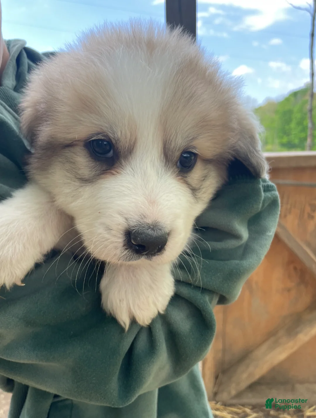 Great Pyrenees dogs for sale: Great Pyrenees Puppy 7 - Ad 1