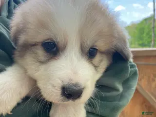 Great Pyrenees dogs Great Pyrenees Puppy 7 - Ad 35