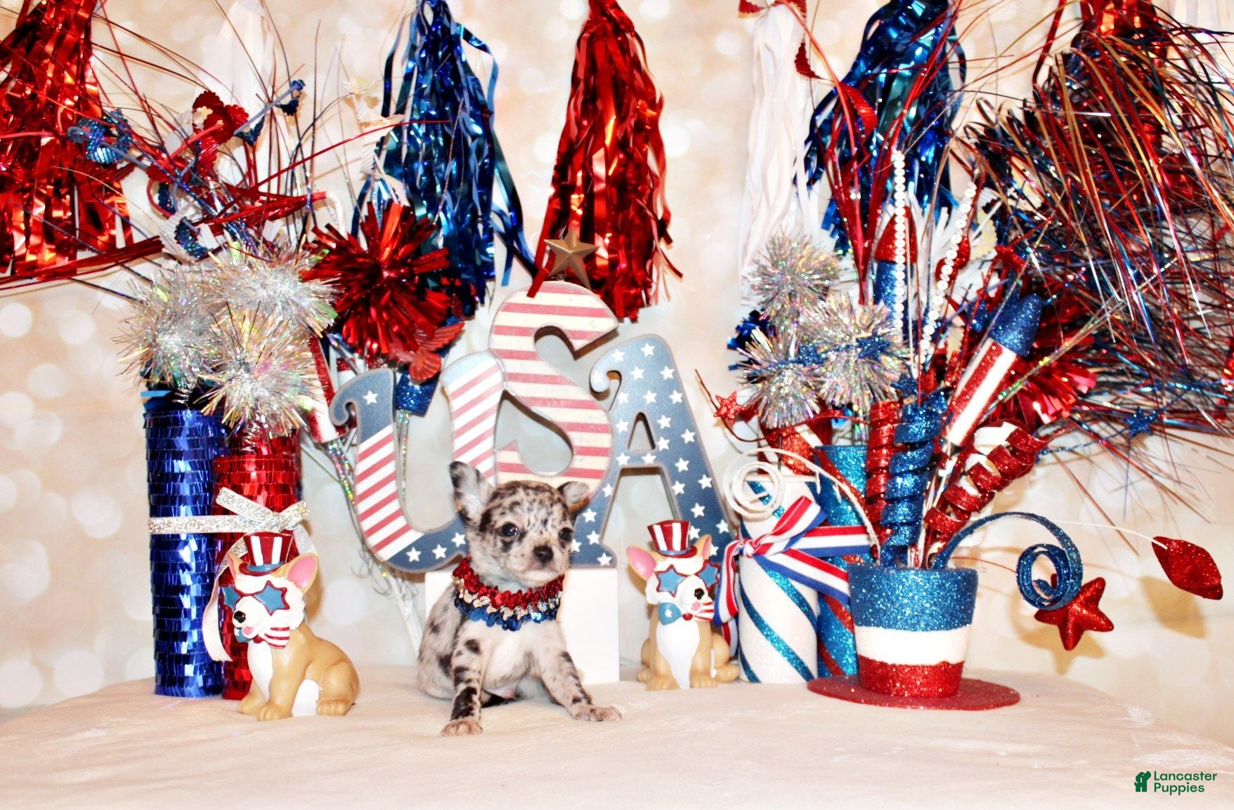Chihuahua dogs Gandolf - Ad 2