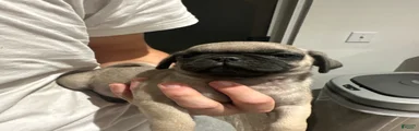 Pug 7