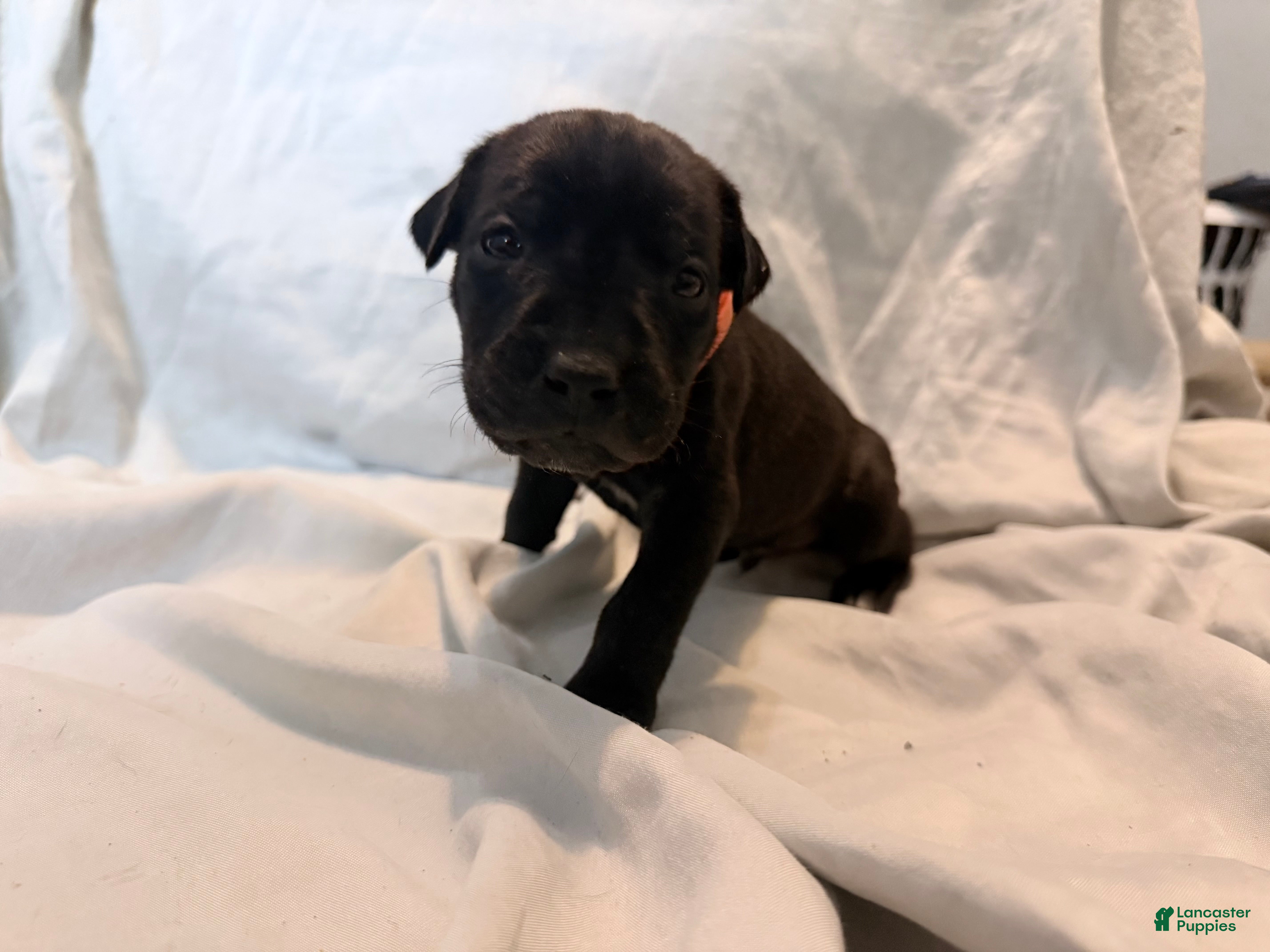 Cane Corso dogs Ketch AKC orange collar - Ad 14