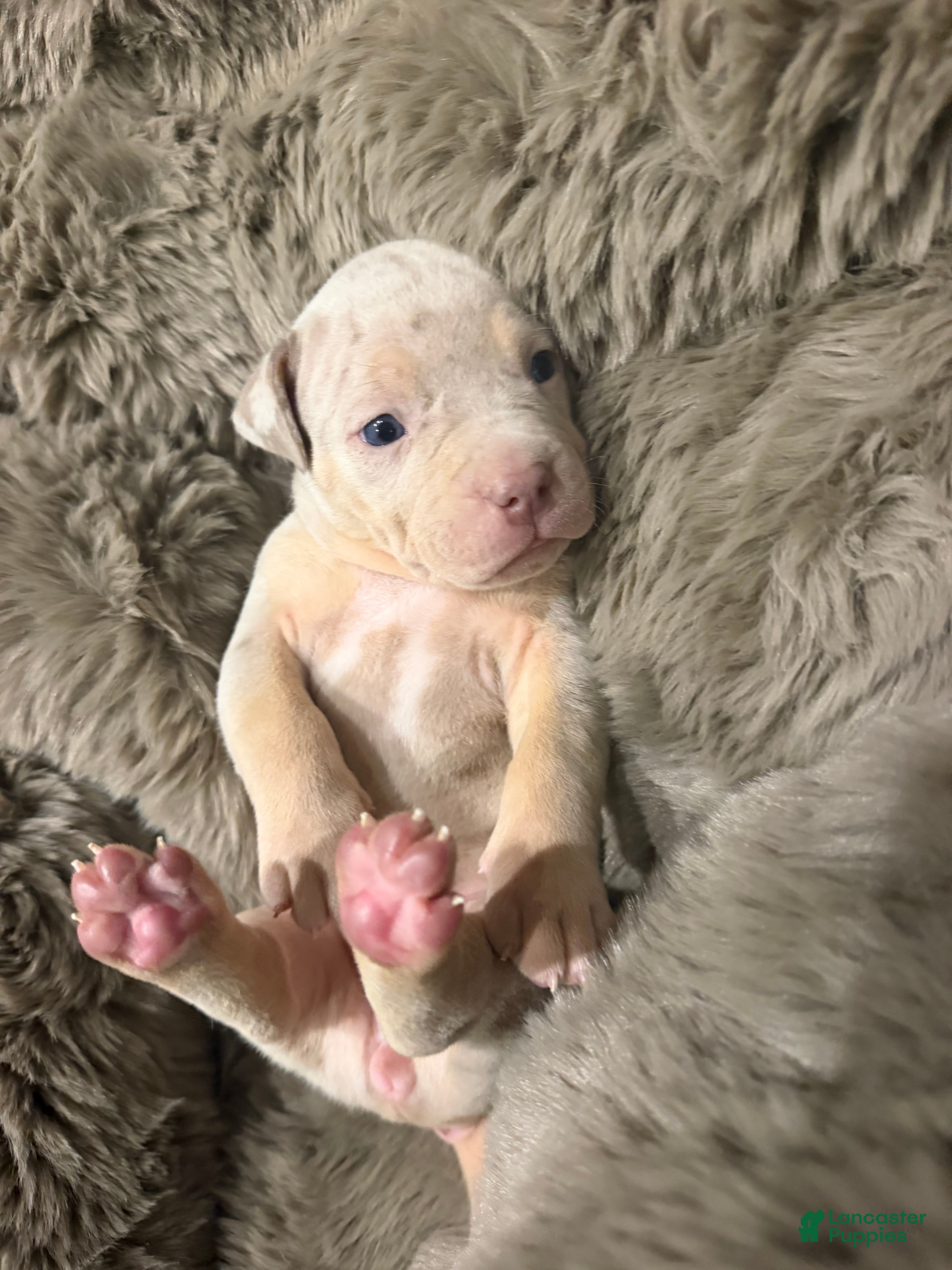 American Bully dogs Pearl - Ad 2