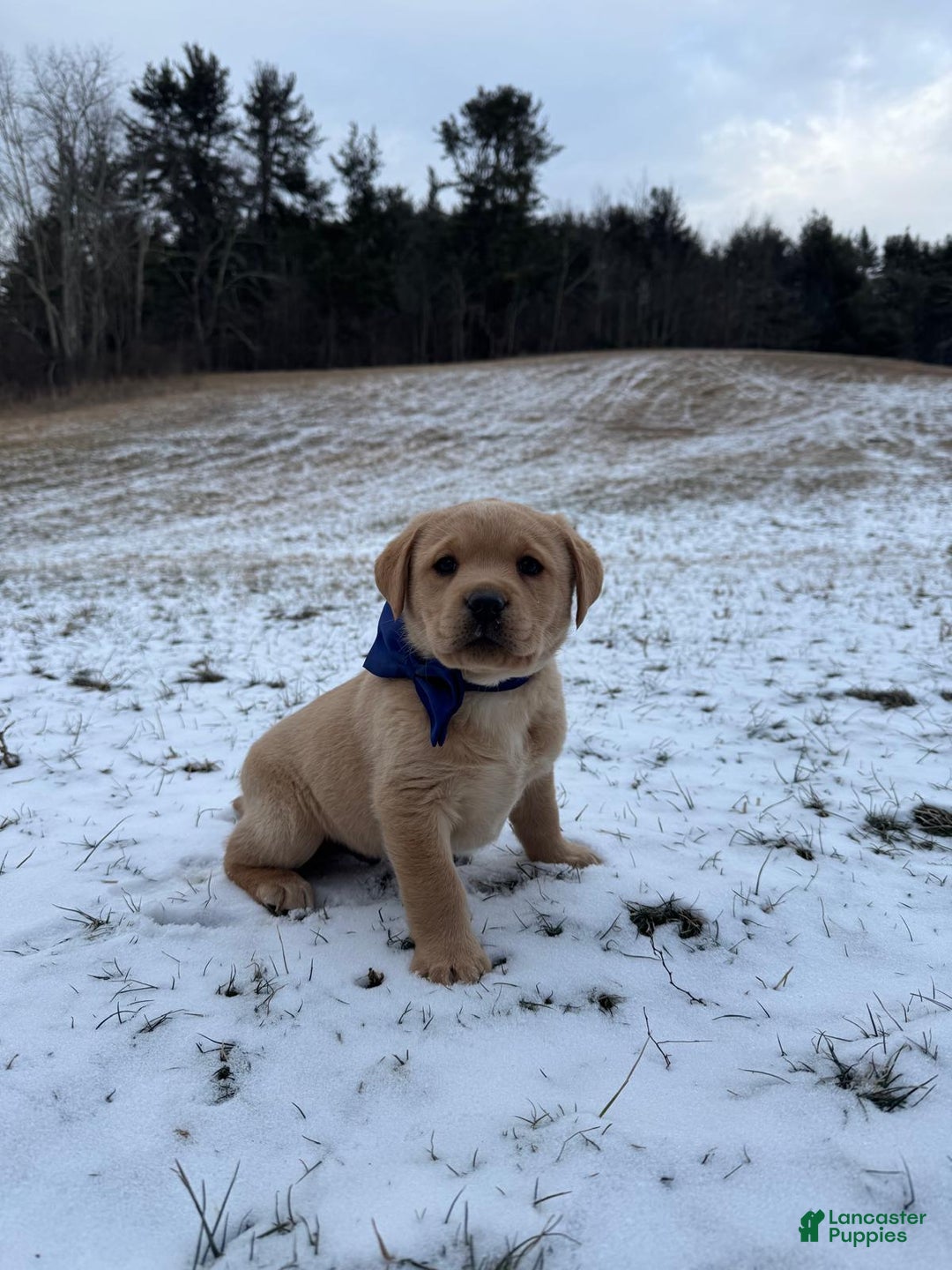 Labrador Retriever dogs for sale: Axel - Ad 1