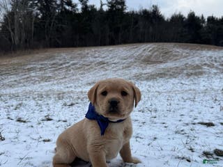 Labrador Retriever dogs Axel - Ad 17