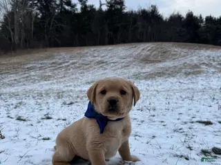 Labrador Retriever dogs Axel - Ad 38