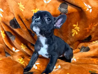 French Bulldog dogs Skunky Girl - Ad 36