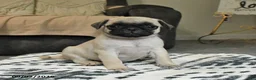 Pug dogs for sale: Popcorn - Ad 2