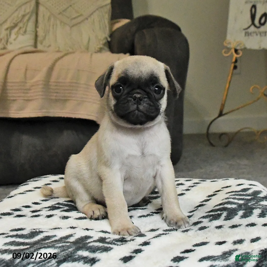Pug dogs for sale: Popcorn - Ad 2