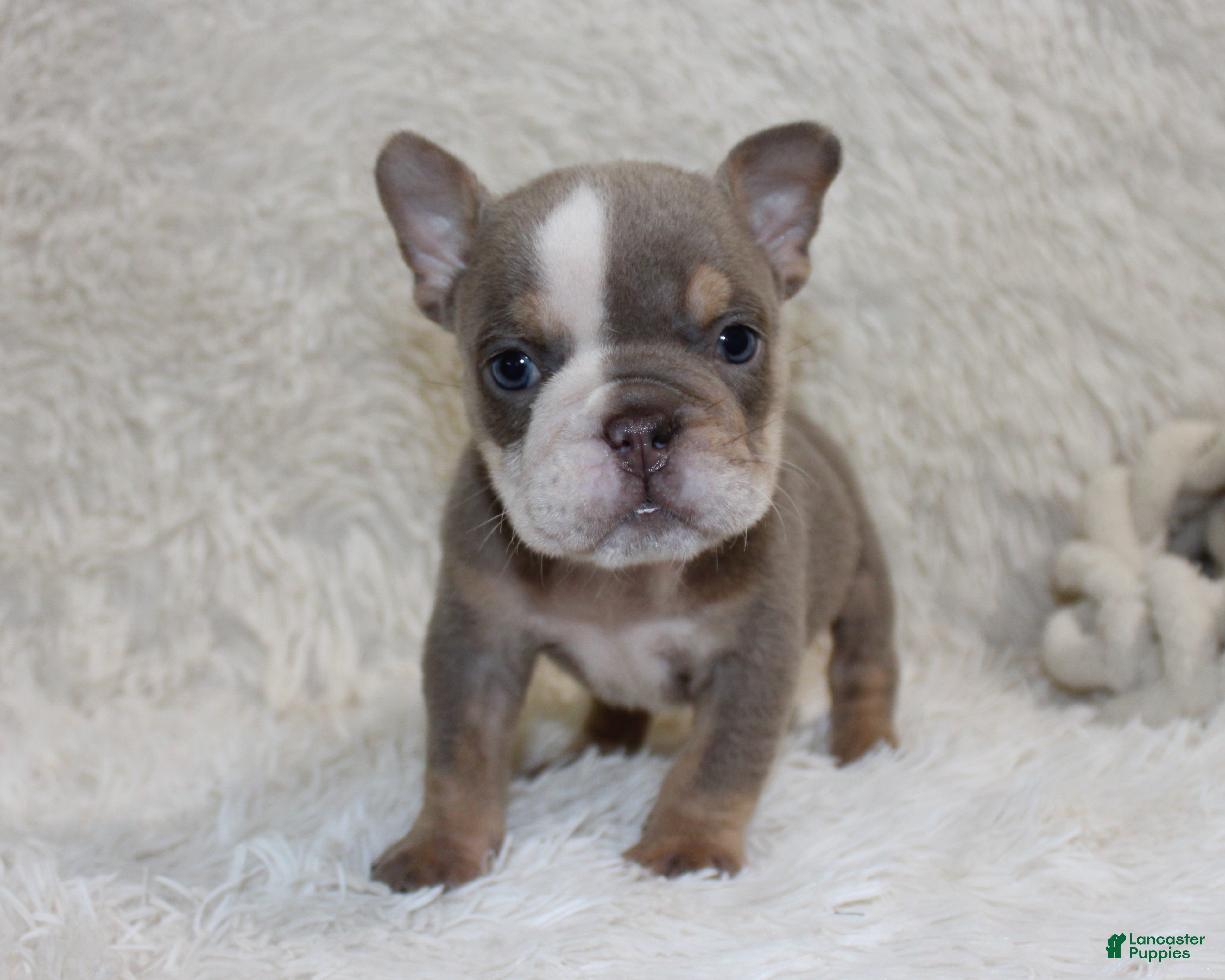 English Bulldog dogs Indi Rose - Ad 2