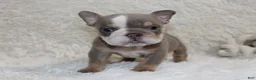 English Bulldog dogs for sale: Indi Rose - Ad 2