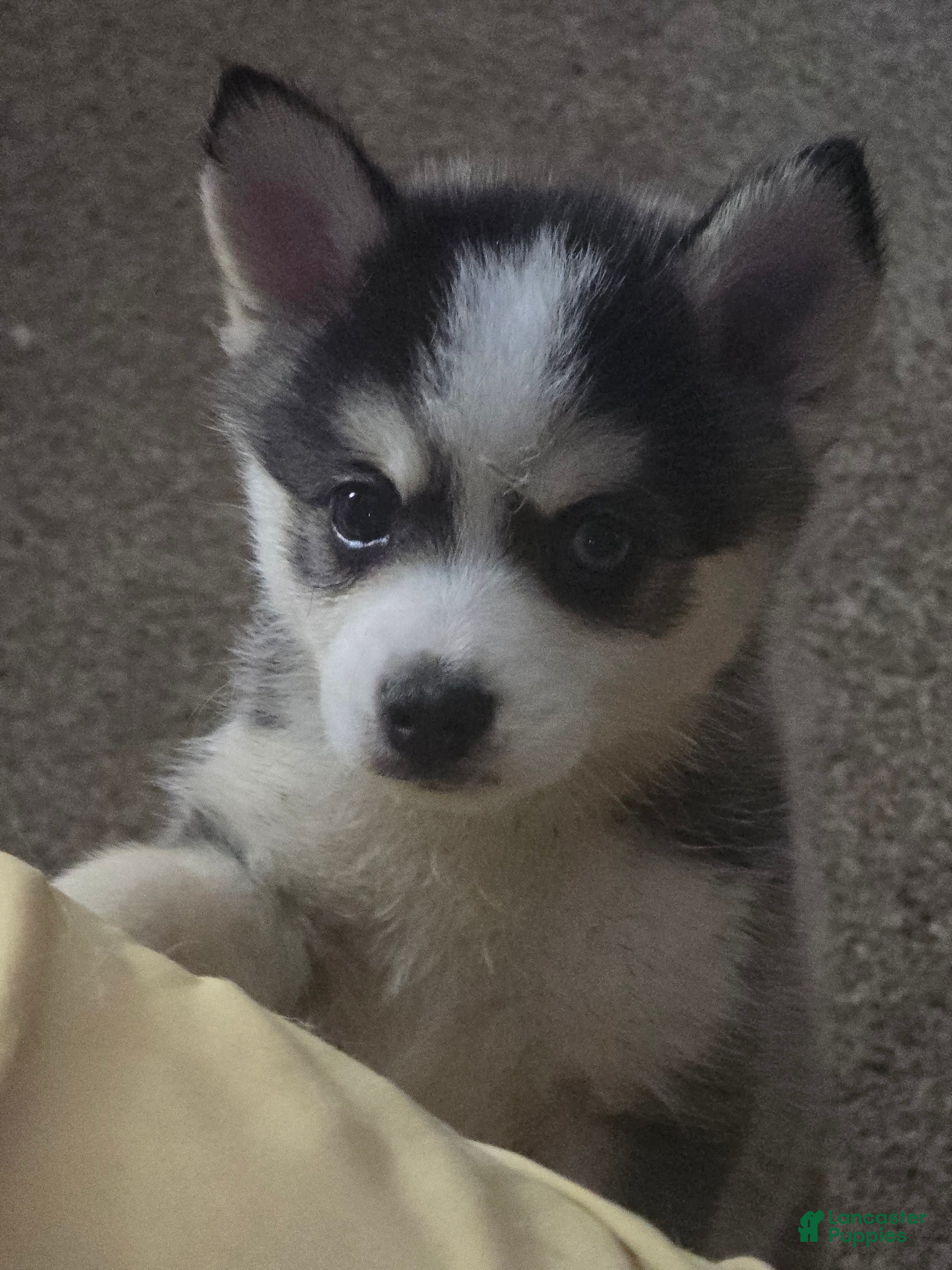 Pomsky dogs Draco  - Ad 17