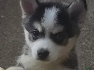 Pomsky dogs Draco - Ad 8
