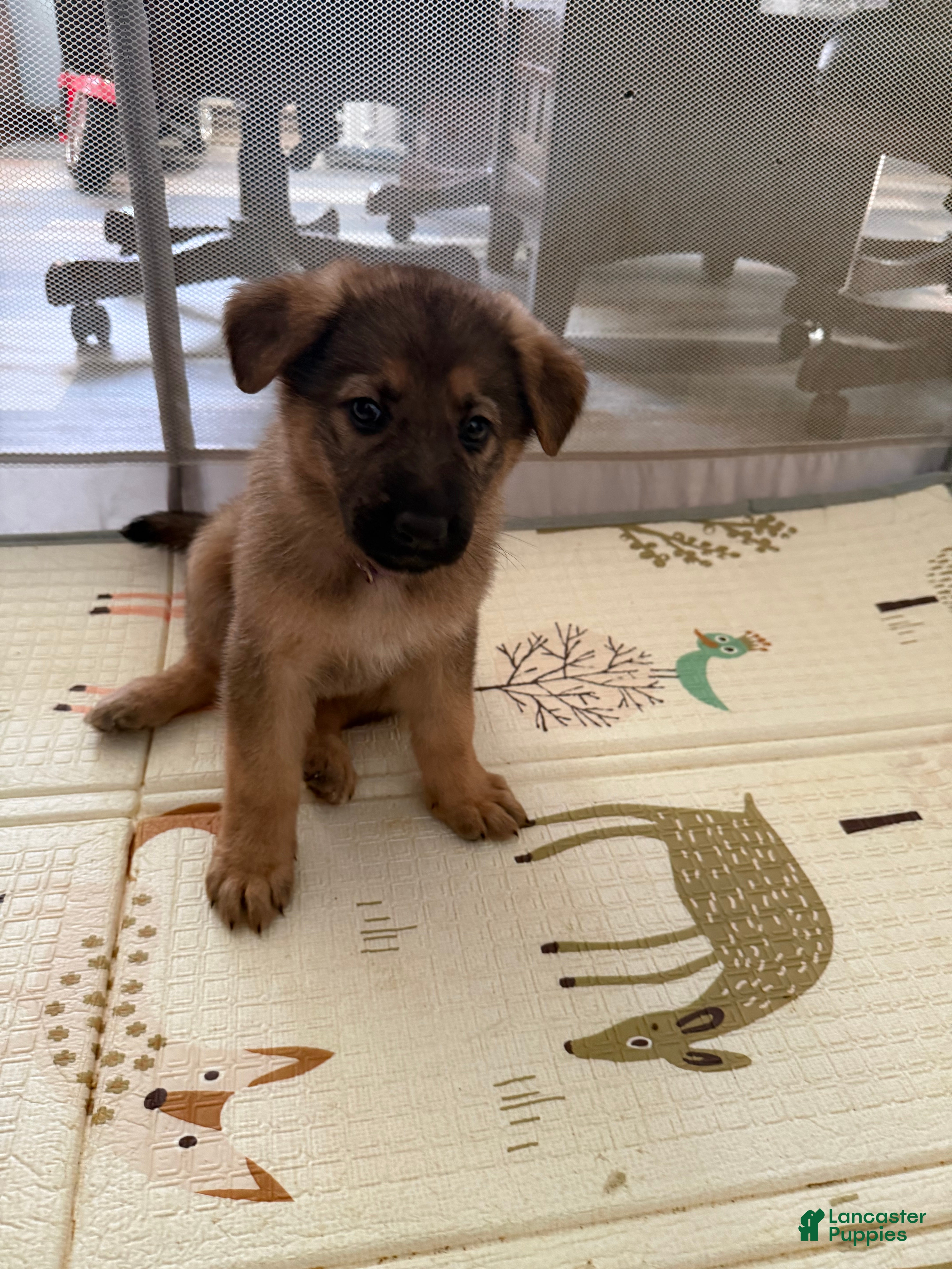 German Shepherd dogs Luna - Ad 36