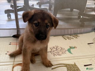 German Shepherd dogs Luna - Ad 16