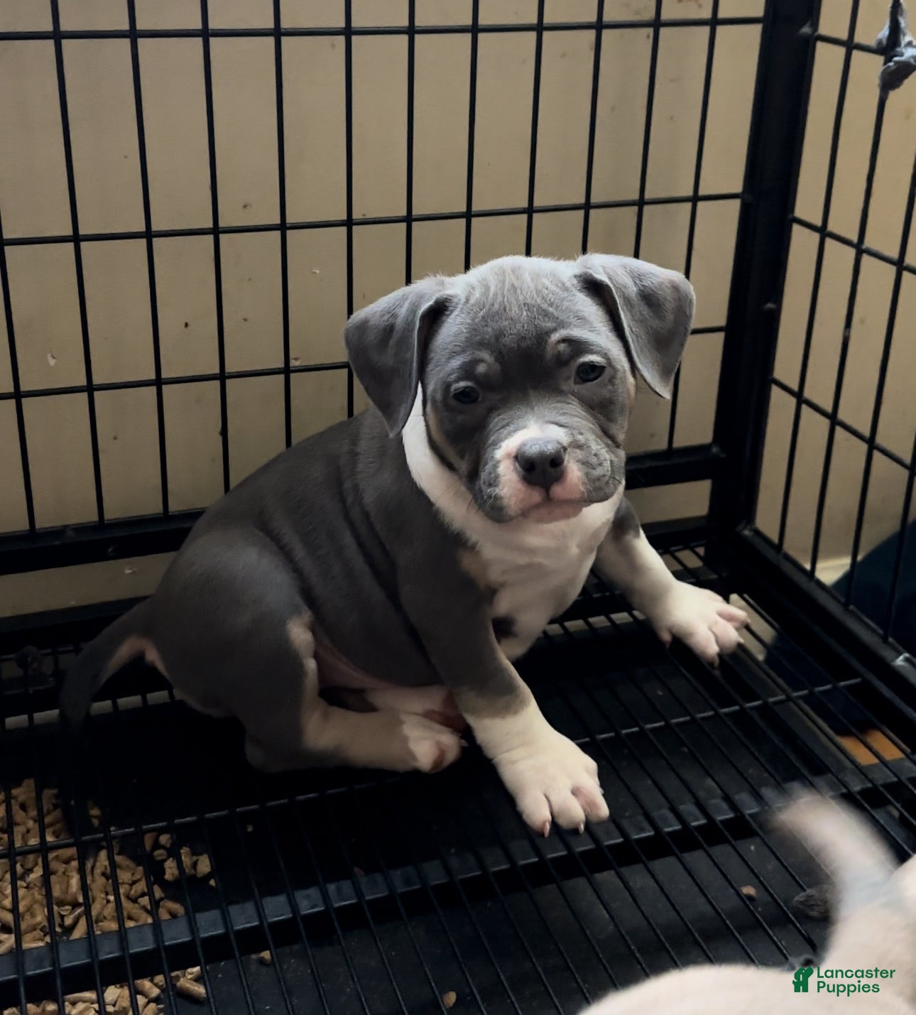 American Bully dogs for sale: American Bully Puppy 4 - Ad 4