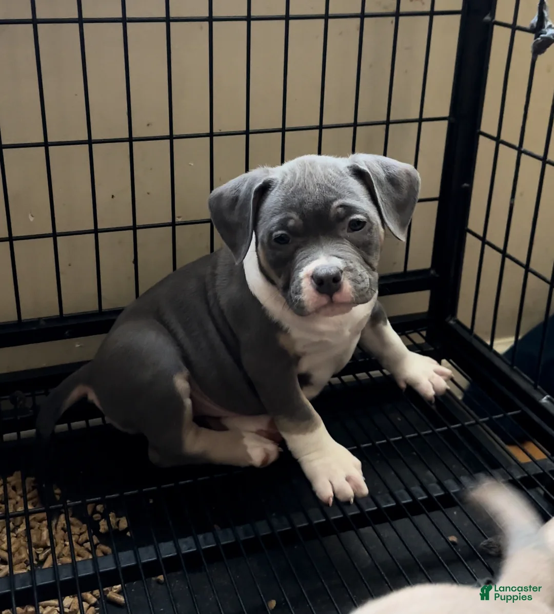 American Bully dogs for sale: American Bully Puppy 4 - Ad 1