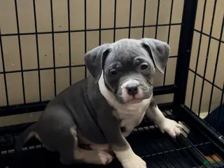 American Bully dogs for sale: American Bully Puppy 4 - Ad 4
