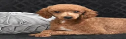 Miniature Poodle dogs for sale: Ruby - Ad 5