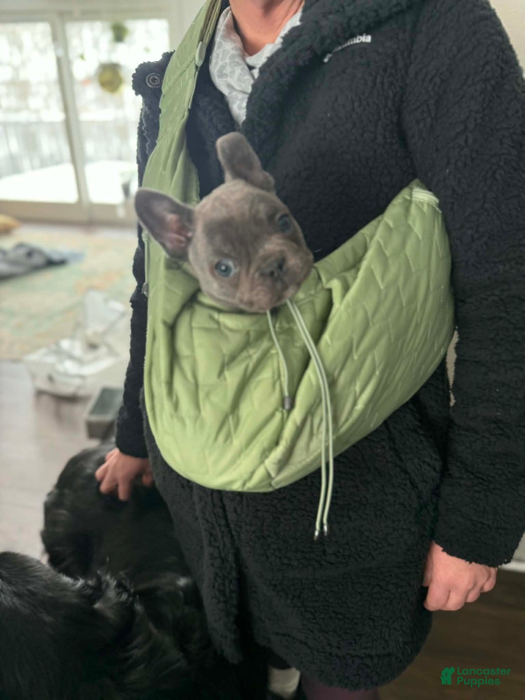 French Bulldog dogs for sale: French Bulldog Puppy 1 - Ad 1