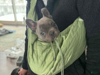 French Bulldog dogs French Bulldog Puppy 1 - Ad 24