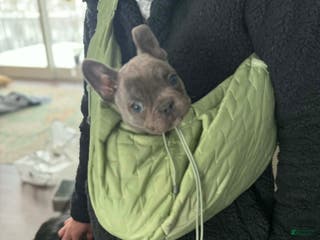 French Bulldog dogs French Bulldog Puppy 1 - Ad 35