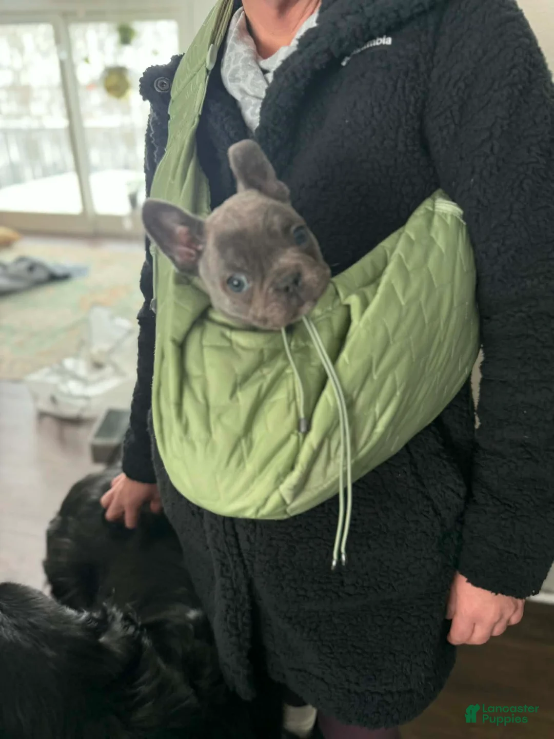 French Bulldog dogs for sale: French Bulldog Puppy 1 - Ad 1