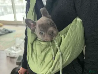 French Bulldog dogs French Bulldog Puppy 1 - Ad 37