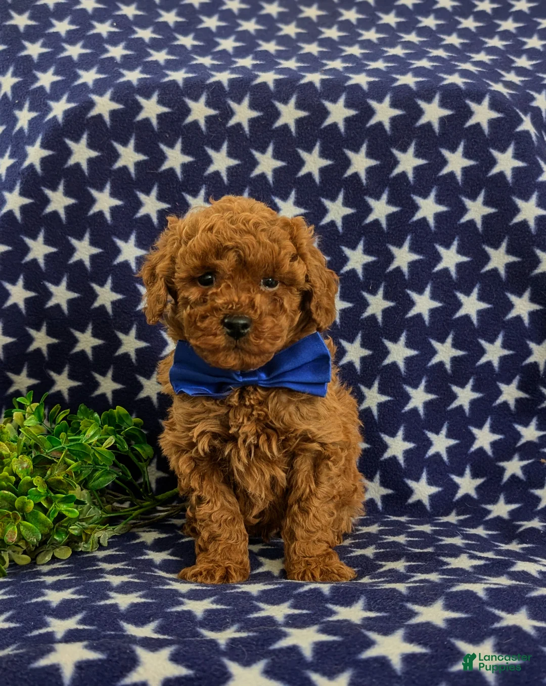Mini Goldendoodle dogs for sale: Dillan Hypoallergenic - Ad 2
