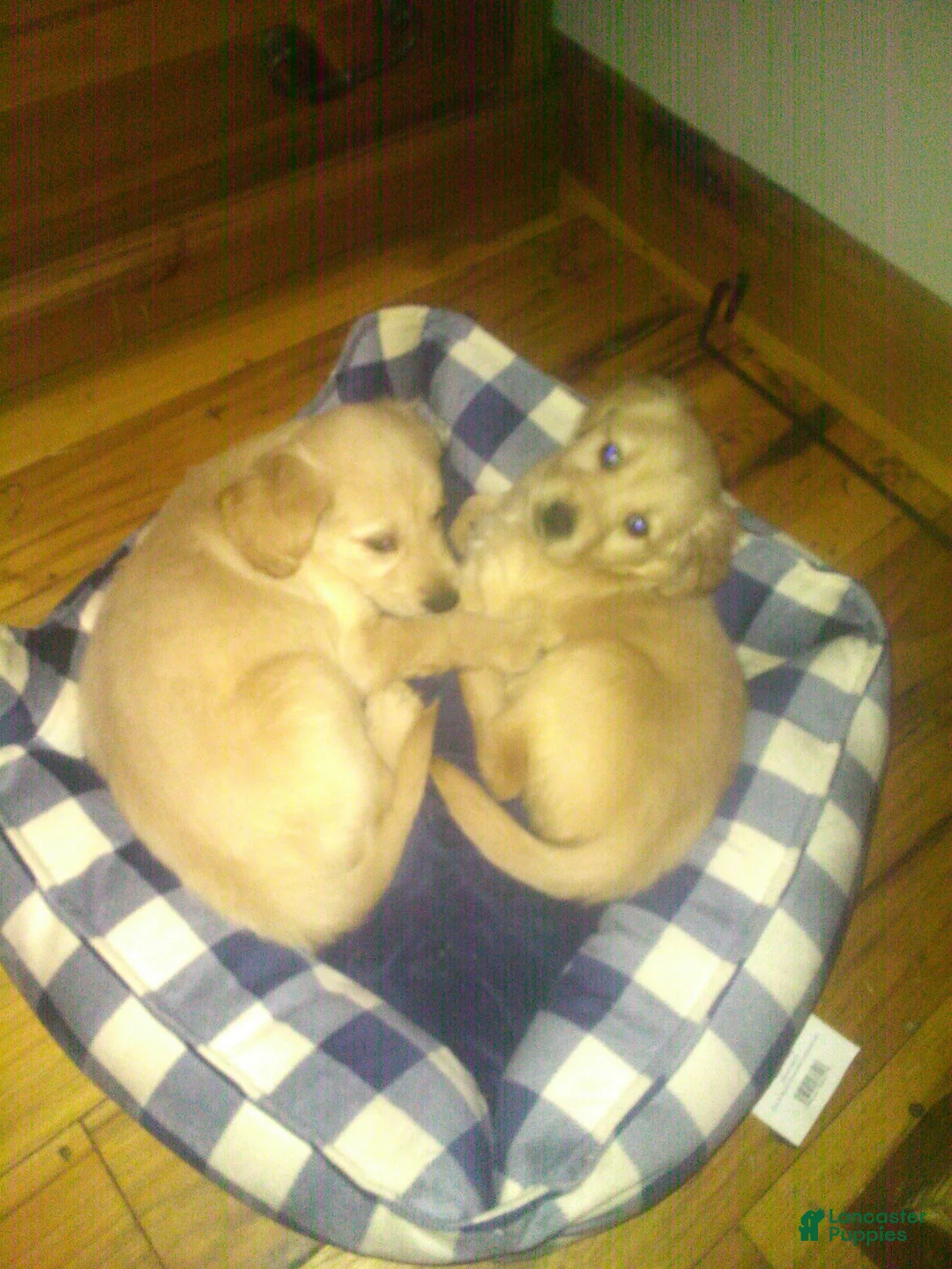 Golden Retriever dogs for sale: jake - Ad 1