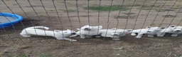 Alaskan Husky dogs for sale: Alaskan Husky 3 - Ad 8