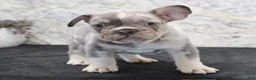 French Bulldog dogs for sale: Rocket - Ad 3