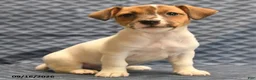 Jack Russell Terrier dogs for sale: Riley - Ad 5