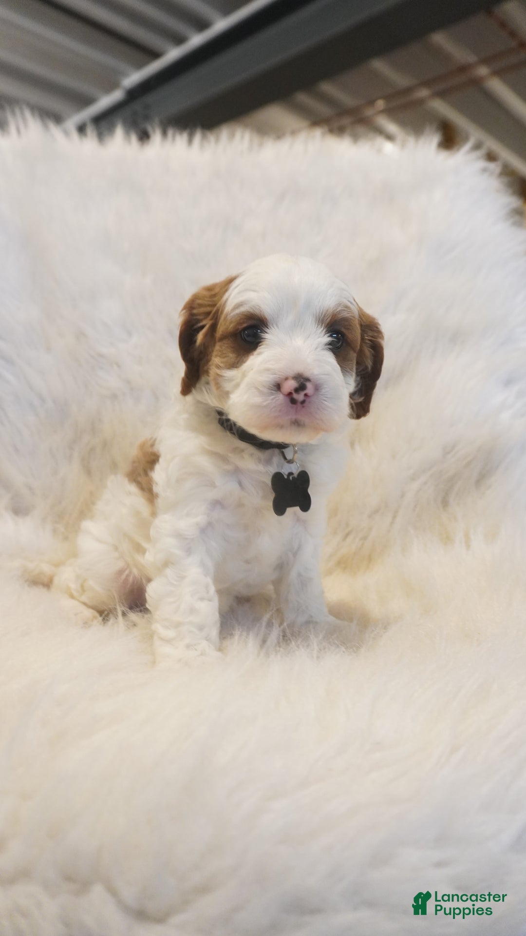 Cavapoo dogs for sale: Snowy  - Ad 4
