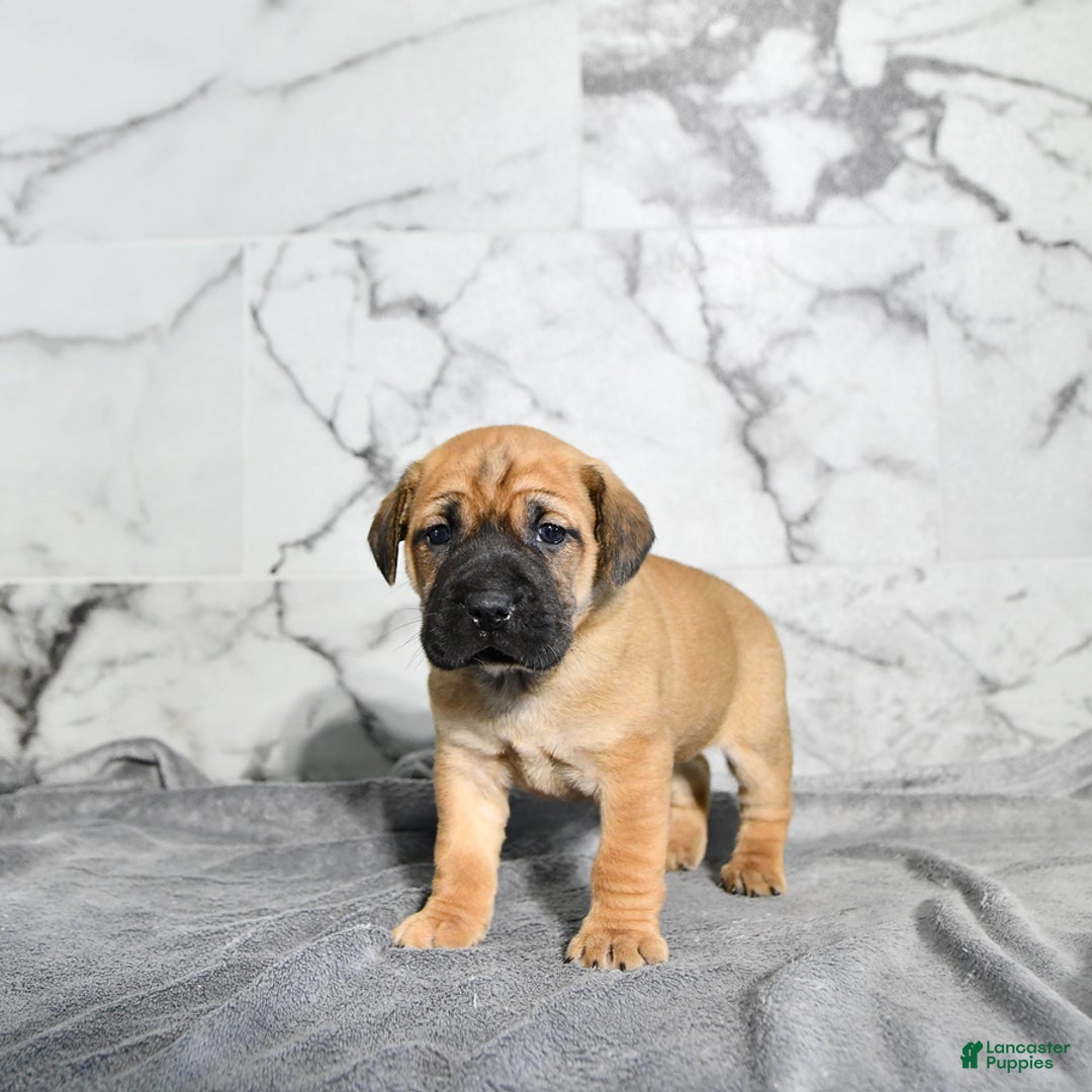 Mini Hippo dogs for sale: Milo - Ad 1