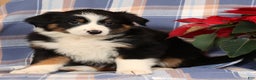 Australian Shepherd dogs for sale: Sandy - Ad 4