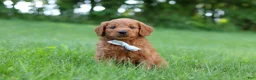 Goldendoodle dogs for sale: Charlie - Ad 3