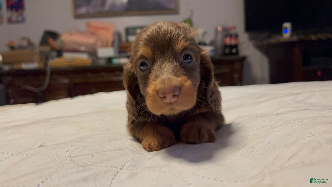Miniature Dachshund dogs for sale: Russian overbite discounted - Ad 4