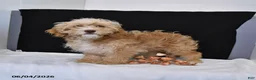 Cavapoo dogs for sale: Zeke - Ad 3