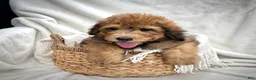 Bernedoodle dogs for sale: Theo - Ad 12