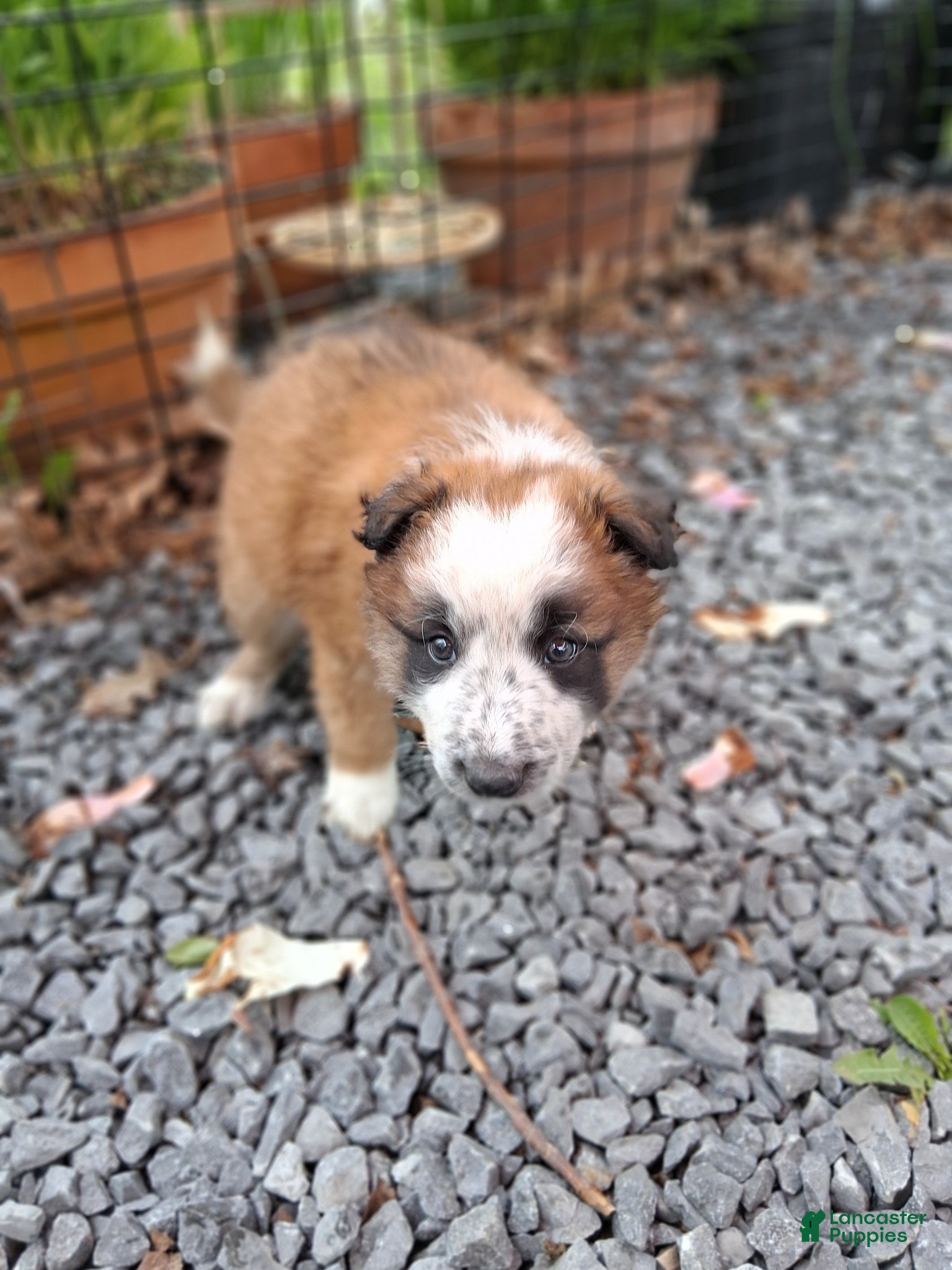 Border Collie dogs BRAD - Ad 28