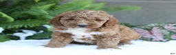 Mini Goldendoodle dogs for sale: Dusty - Ad 3