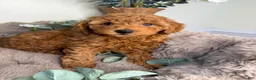 Mini Goldendoodle dogs for sale: Teddy 🧸 | Male Goldendoodle Puppy - Ad 5